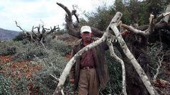 إرهاب "جلعاد زوهر" يتدحرج .. اعتداءات وسرقة للزيتون بالجملة