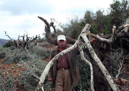 إرهاب "جلعاد زوهر" يتدحرج .. اعتداءات وسرقة للزيتون بالجملة