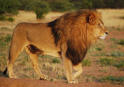 رجل يقدم عاملاً كوجبة لأسد!