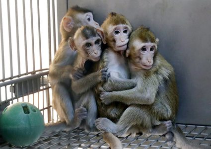 تفاصيل مرعبة لتعذيب قرود داخل مختبر للسموم