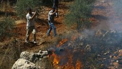 بورين: الاحتلال يعتدي على مزارع ويطرد متضامنين أجانب