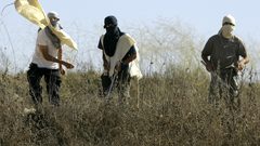 بيت لحم: مستوطنون يهاجمون قاطفي الزيتون