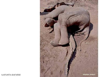 صورة "مأساوية" تكشف نهاية معركة شرسة بين فيل وتمساح !