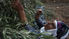 مواطنة فلسطينية تلتقط الزيتون خلال موسم الحصاد في مدينة جنين.