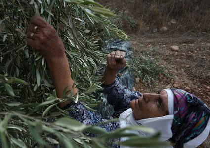 مواطنة تلتقط الزيتون في جنين