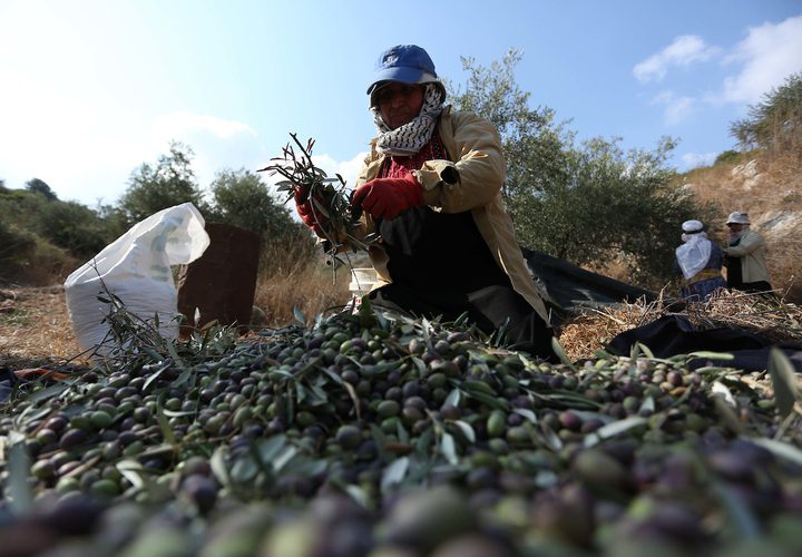 مواطنة فلسطينية تلتقط الزيتون خلال موسم الحصاد في مدينة جنين.