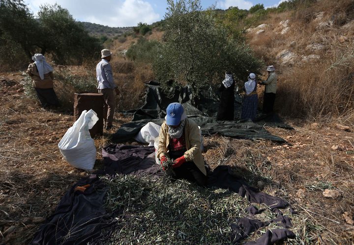 مواطنة فلسطينية تلتقط الزيتون خلال موسم الحصاد في مدينة جنين.