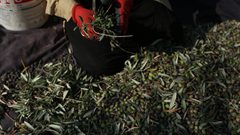 مواطنة فلسطينية تلتقط الزيتون خلال موسم الحصاد في مدينة جنين.