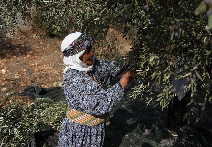 مواطنة فلسطينية تلتقط الزيتون خلال موسم الحصاد في مدينة جنين.