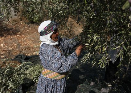 مواطنة فلسطينية تلتقط الزيتون خلال موسم الحصاد في مدينة جنين.