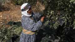 مواطنة فلسطينية تلتقط الزيتون خلال موسم الحصاد في مدينة جنين.