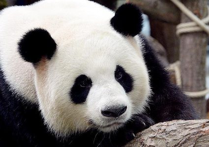 ذكر باندا يسافر من أميركا إلى الصين لإنهاء خطر الإنقراض