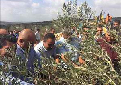 الرجوب يساهم بيوم تطوعي لقطف الزيتون بمحاذاة جدار الضم