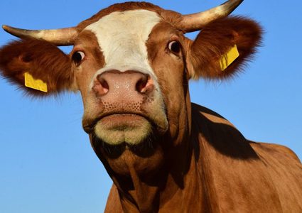 مروحية وسيارات لمطاردة "بقرة"!