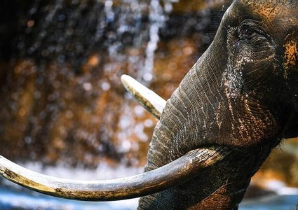 نفوق 50 فيلا جوعا وعطشا في زيمبابوي