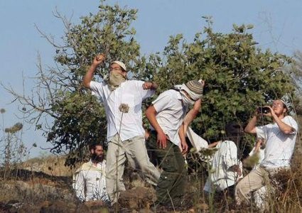 مستوطنون يعتدون على قاطفي الزيتون في يعبد