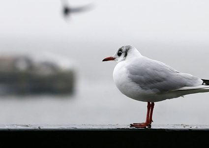 اكتشاف الحيوان الأكثر صخبا على الإطلاق