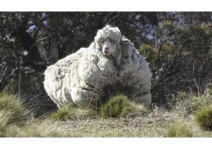 استراليا.. نفوق الخروف صاحب أغزر صوف في العالم