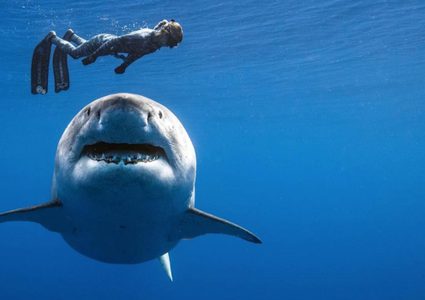 فرنسا.. سائحة تتعرض لـ"هجوم نادر" من سمكة قرش