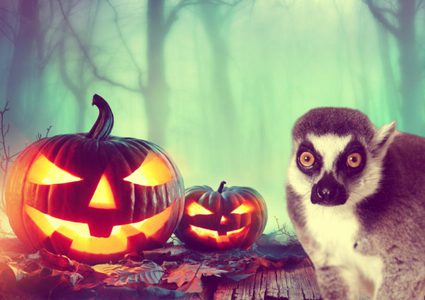 أمريكا تحتفل بمولد حيوان الفأل السيء والرعب