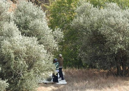 مستوطنون يسرقون ثمار الزيتون غرب نابلس