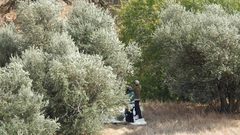 مستوطنون يسرقون ثمار الزيتون غرب نابلس