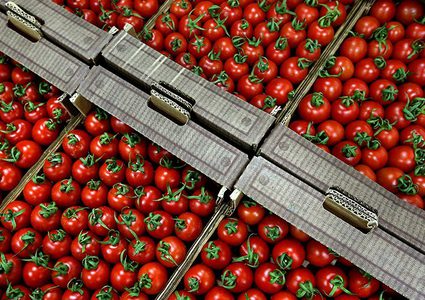 الطماطم التركية عنصر أساسي في غذاء جيش الاحتلال