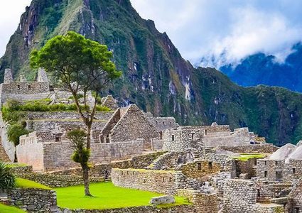 "أويانتا".. شجرة عاشت قبل مئات السنين في حقبة الإنكا