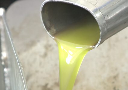 التزام المزارعين بتعليمات الزراعة ضاعف من انتاج الزيتون