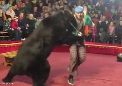 روسيا.. دب يهاجم مدربه أثناء عرض في سيرك