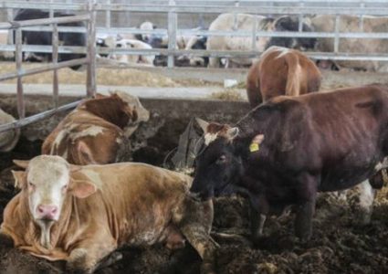 الزراعة: فلسطين لا تعاني من نقص في اللحوم ولا ارتفاع على أسعارها