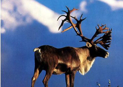 أمريكا.. فريسة تنتقم من صائدها وتقتله قبل أن يقتلها !