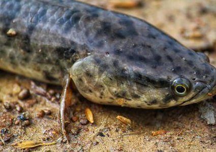 اكتشاف سمكة تعيش 20 ساعة على البر لصيد فريستها