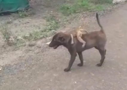 شاهد كلب يحمل قردًا تائهًا على ظهره ويسلمه للشرطة
