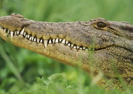 أستراليا..  تمساح ضخم يلتهم كلبا أمام أعين صاحبه !