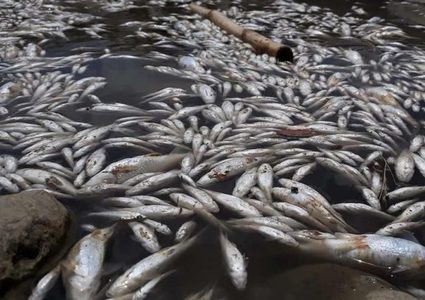 مفاجئة صادمة.. الأسماك النافقة تجتاح منتجعا سياحيا !