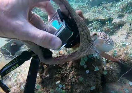 أخطبوط يسرق كاميرا غواص في أعماق البحار
