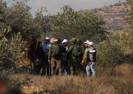 يوم تطوعي لقطف الزيتون شمال غرب رام الله