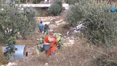 يوم تطوعي لقطف الزيتون في منطقة واد الحصين بالخليل