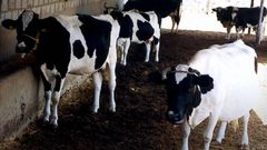 الاحتلال: الحكومة الفلسطينية ستستأنف استيراد العجول والأخيرة تنفي