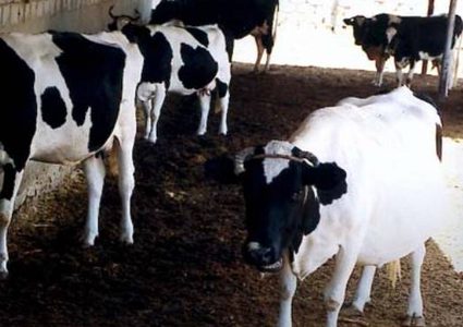 الاحتلال: الحكومة الفلسطينية ستستأنف استيراد العجول والأخيرة تنفي