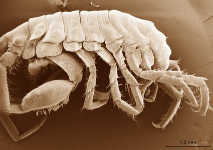 العثور على مخلوقات جديدة تشبه الجمبري بين فكي قرش الحوت !