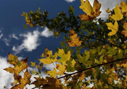 اجواء خريفية معتدلة نهاراً وباردة ليلاً