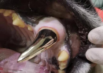 زراعة ناب ذهبي لنمر يعاني من صعوبة الأكل