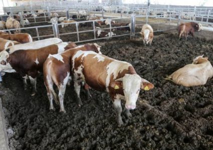 إتحاد المزارعين: وقف استيراد العجول يجب أن يتبعه خطة إستراتيجية