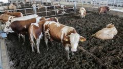 إتحاد المزارعين: وقف استيراد العجول يجب أن يتبعه خطة إستراتيجية