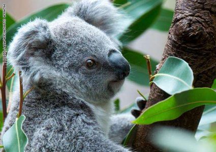 أستراليا.. الحرائق تهدد حياة المئات من حيوانات الكوالا