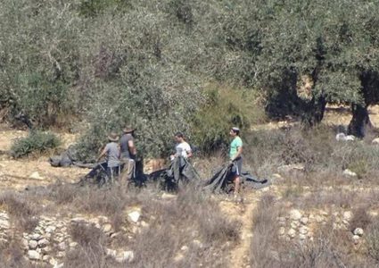 مستوطنون يسرقون زيتون أراضي دير الحطب