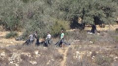 مستوطنون يسرقون زيتون أراضي دير الحطب