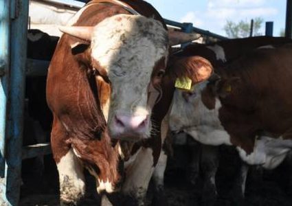 ضبط شاحنة عجول مهربة من إسرائيل